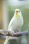 Budgerigar sitting on branch