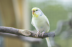 Budgerigar sitting on branch