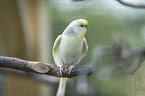 Budgerigar sitting on branch
