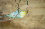 Budgerigar sitting on branch
