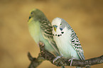 two budgies