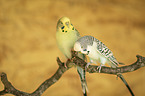 two budgies