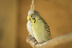 Budgerigar sitting on branch