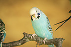 Budgerigar sitting on branch