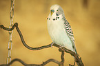 Budgerigar sitting on branch