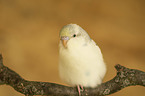 Budgerigar sitting on branch