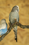 two budgies