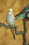two budgies