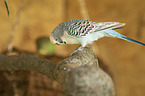 Budgerigar sitting on branch