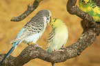 three budgies
