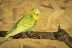 Budgerigar sitting on branch