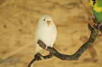two budgies