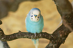 Budgerigar sitting on branch