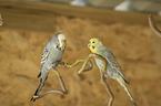 two budgies