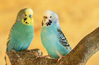 two budgies
