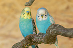 two budgies