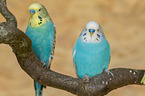 two budgies