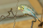 Budgerigar preening