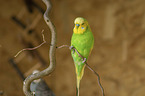 Budgerigar sitting on branch