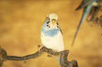 Budgerigar sitting on branch