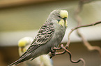Budgerigar sitting on branch