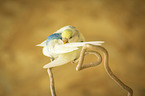 Budgerigar preening