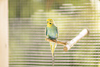budgie