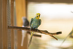 budgies
