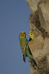 budgies