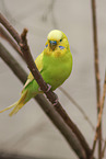 budgie