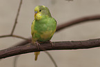 budgie