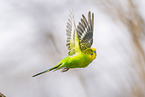 Budgerigar