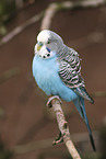 budgie