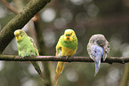 budgie