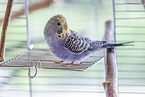 budgerigar