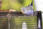 budgerigar