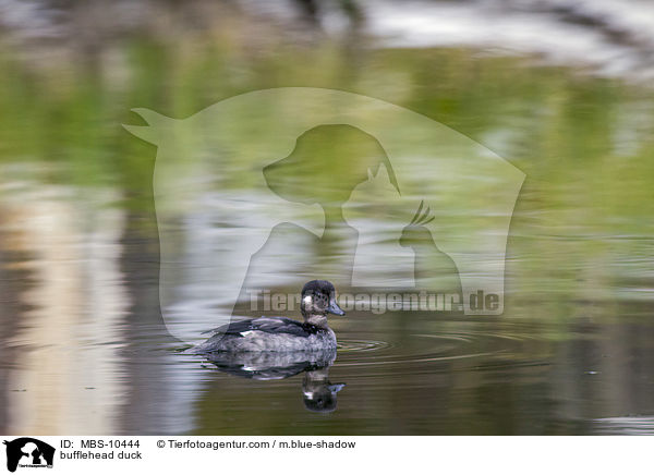 bufflehead duck / MBS-10444