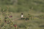 bulbul