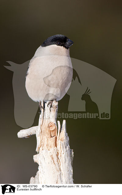 Gimpel / Eurasian bullfinch / WS-03790