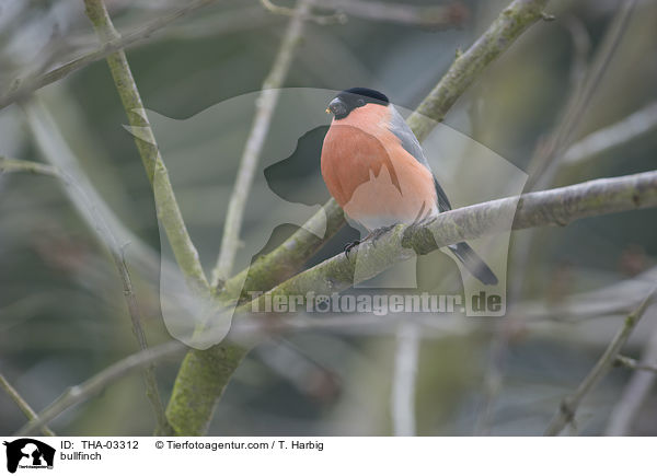 Gimpel / bullfinch / THA-03312