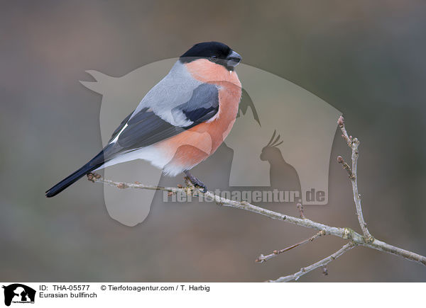 Gimpel / Eurasian bullfinch / THA-05577