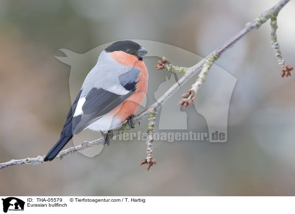 Gimpel / Eurasian bullfinch / THA-05579