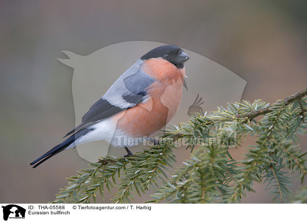 Gimpel / Eurasian bullfinch / THA-05588