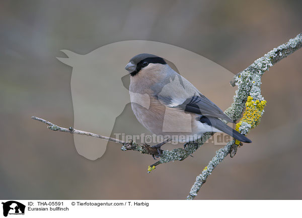 Eurasian bullfinch / THA-05591