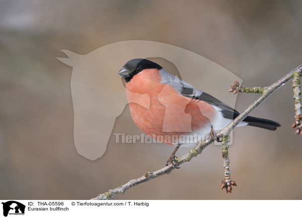 Gimpel / Eurasian bullfinch / THA-05596