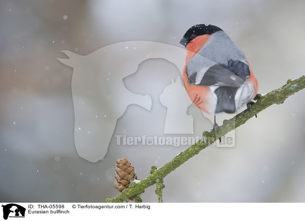 Gimpel / Eurasian bullfinch / THA-05598