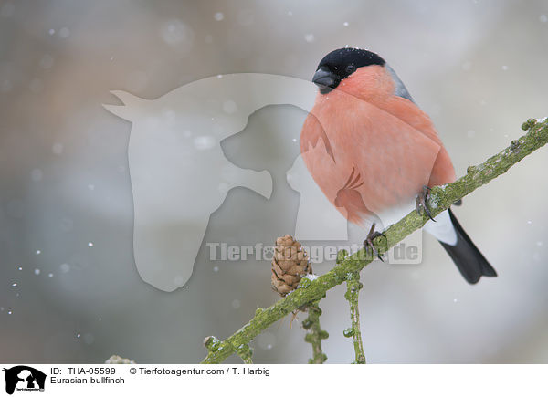 Gimpel / Eurasian bullfinch / THA-05599
