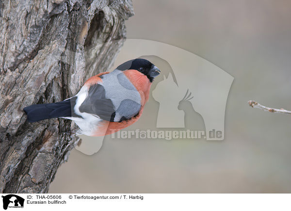 Eurasian bullfinch / THA-05606