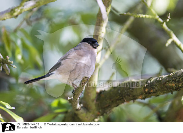 Gimpel / Eurasian bullfinch / MBS-14403