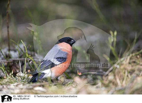 sitzender Gimpel / sitting Bullfinch / MBS-19141